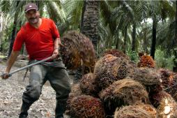 Productos no tradicionales representan el 54% de las exportaciones