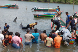 Liberan a ballena tras quedar atrapada en red de pescadores