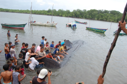 Liberan a ballena tras quedar atrapada en red de pescadores