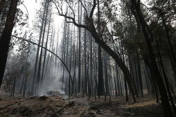 Incendio forestal en California