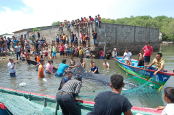 Liberan a ballena tras quedar atrapada en red de pescadores