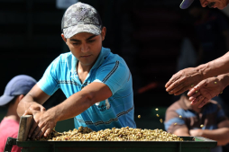 La roya amenaza la producción café en Centroamérica