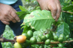 Café deja sentir su peso en caída de exportaciones