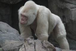 Descubren que provocó el albinismo de Copito de Nieve