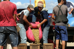La roya amenaza la producción café en Centroamérica