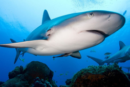 Honduras tendrá santuarios de tiburones