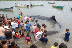 Liberan a ballena tras quedar atrapada en red de pescadores