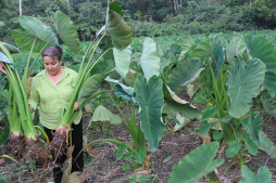 De maestra de escuela a exportadora de malanga