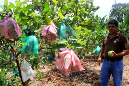 En auge cultivo de guayabas
