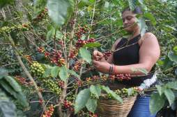 Promueven alianza para exportar café