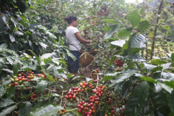 Prevén mejora en los precios del café