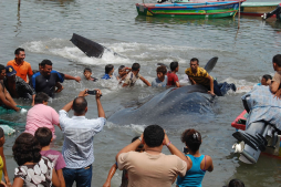 Liberan a ballena tras quedar atrapada en red de pescadores