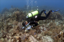 Advierten que el estado del arrecife de coral mesoamericano es crítico y frágil