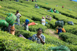 En India dejan el té fascinados por el café