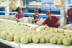 Exportaciones en Honduras suman $1,222 millones