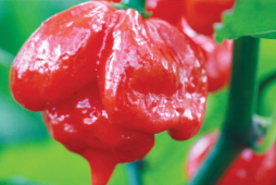 La carrera para cultivar el ají más picante del mundo se vuelve nuclear