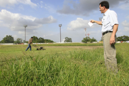 San Pedro Sula sin béisbol mayor durante un año