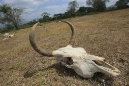 Sequías y altas temperaturas afrontará Centroamérica por cambio climático