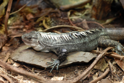 Utila en defensa de su iguana negra y el tiburón ballena