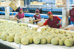 Meloneros esperan exportar $52 millones