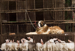 Celebración del festival de carne de perro divide a China