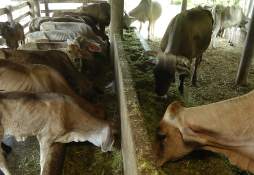 SAG dice que no habrá desabasto de carne