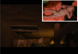 Rescatan a bebé lanzado a una tubería por su madre en España