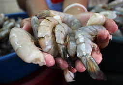 México impone arancel de 20% a camarón hondureño