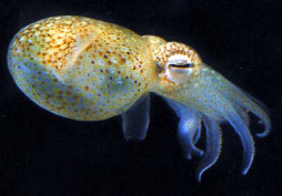 Un calamar hembra consume semen para facilitar el acto sexual