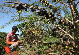 Banca comercial dispone de L900 millones para el café