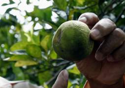 Productores blindarán naranjales para frenar destructora plaga