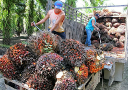 Palmeros hondureños se quejan por pérdidas en El Progreso