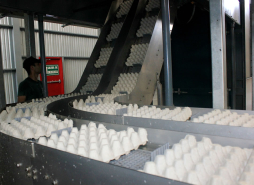 Avicultores prevén un crecimiento mayor al 2%