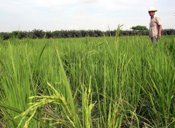 Campesinos ya no pagarán intereses