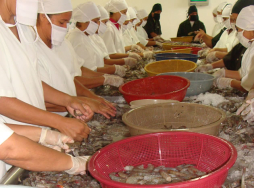 Aumenta rendimiento de camarones en Valle