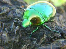 41 especies sumarán a lista de peligro de extinción en Honduras