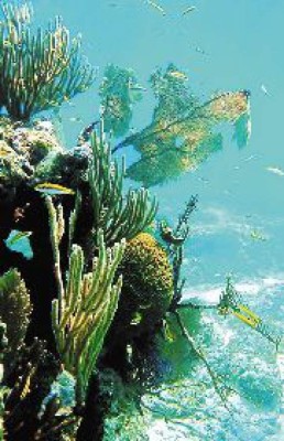 Buscan proteger arrecifes a través de la educación