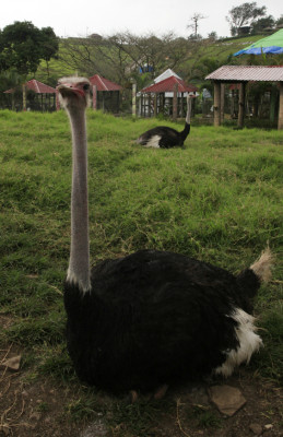 Zoológico Joya grande, un paraíso en crisis por falta de ingresos