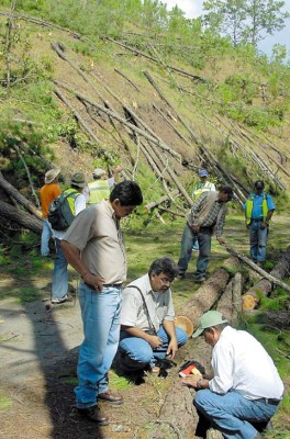 Cuatro mil árboles se han talado en 70 días