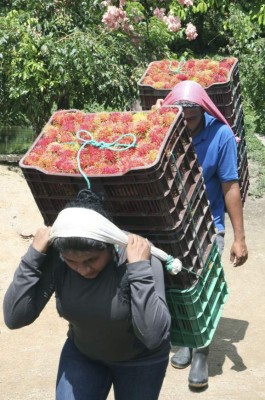Exportadores de rambután esperan mejores precios