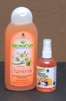 Lleva tu perro al salón