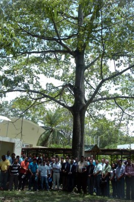 Buscarán a los tres árboles gigantes de Honduras