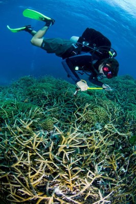 Arrecife mesoamericano, el muro rompe huracanes del Caribe