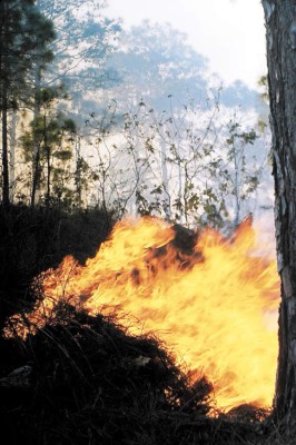 No paran incendios forestales