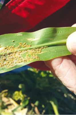 40,000 manzanas de maicillo y sorgo peligran por plaga pulgón amarillo