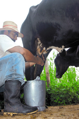 El bajo Aguán, oasis en medio de la crisis