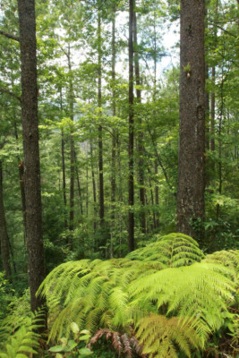 Descubra el impresionante Parque Nacional Cusuco