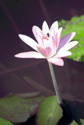 Lancetilla: un jardín de la ciencia