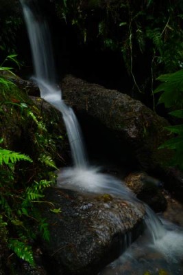 ¡Aventura en Santa Rosa! cuna del buen café y clima exquisito