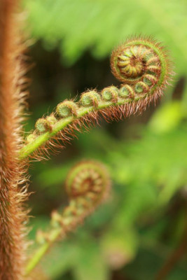 Descubra el impresionante Parque Nacional Cusuco